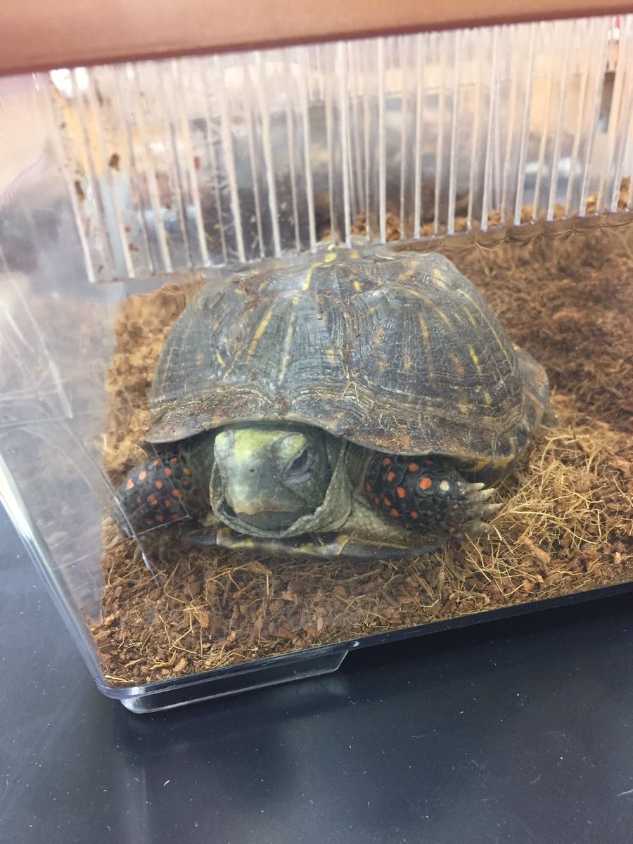 CalhounBiology's tweet photo. 🤷‍♂️DCHS STEM Night!!!

🕕Tuesday, 6-8 PM 

DCHS Commons

🐸🐢🐍🦎 https://t.co/Q1srt6Derc