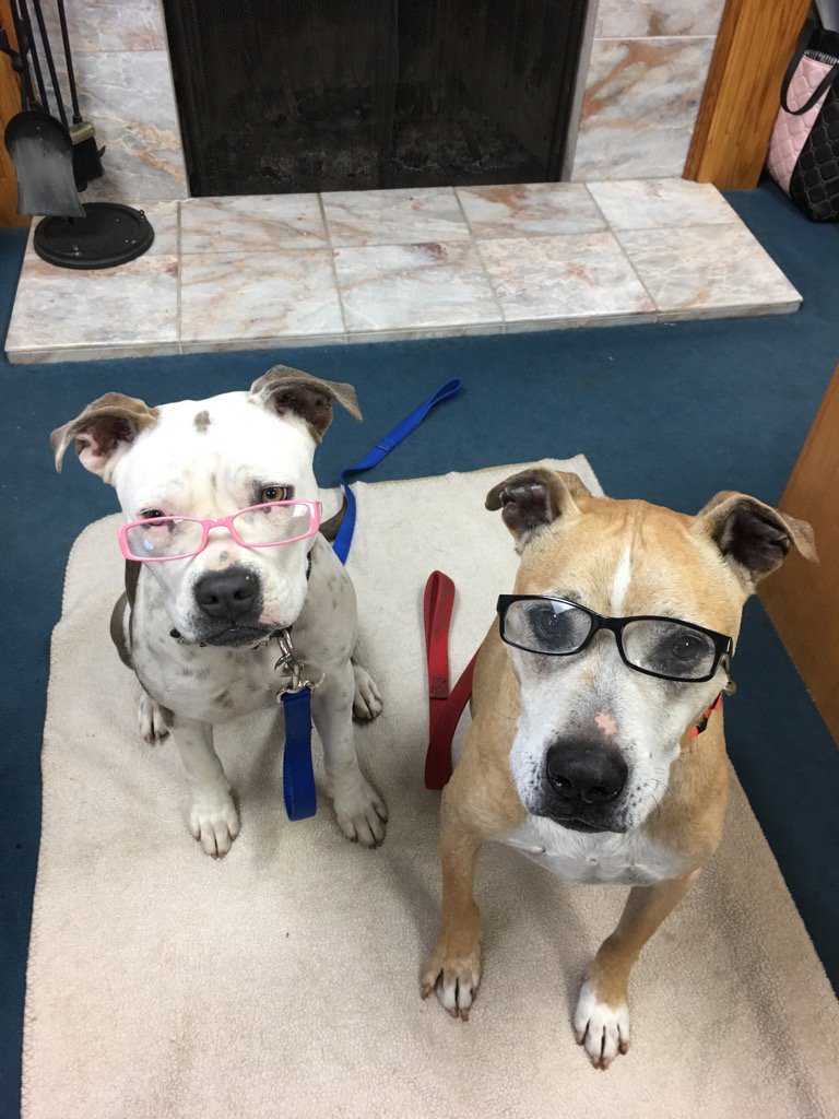 midgetandbutter's tweet image. Sophistication