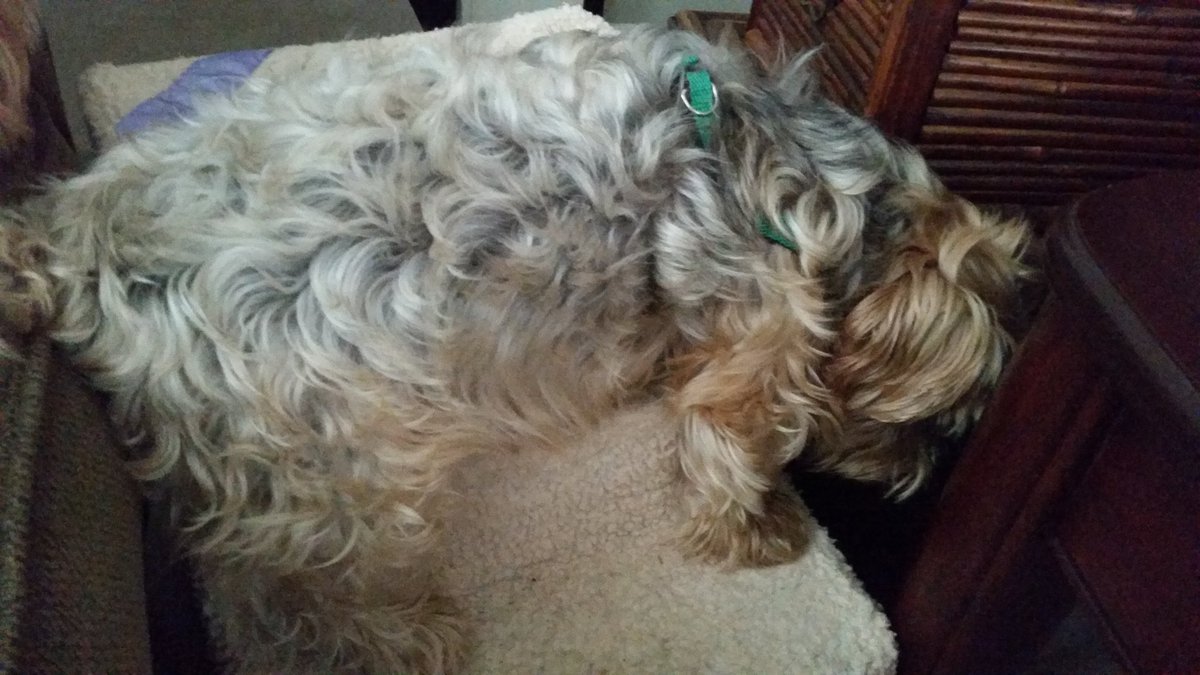 YorkieFive tweet picture