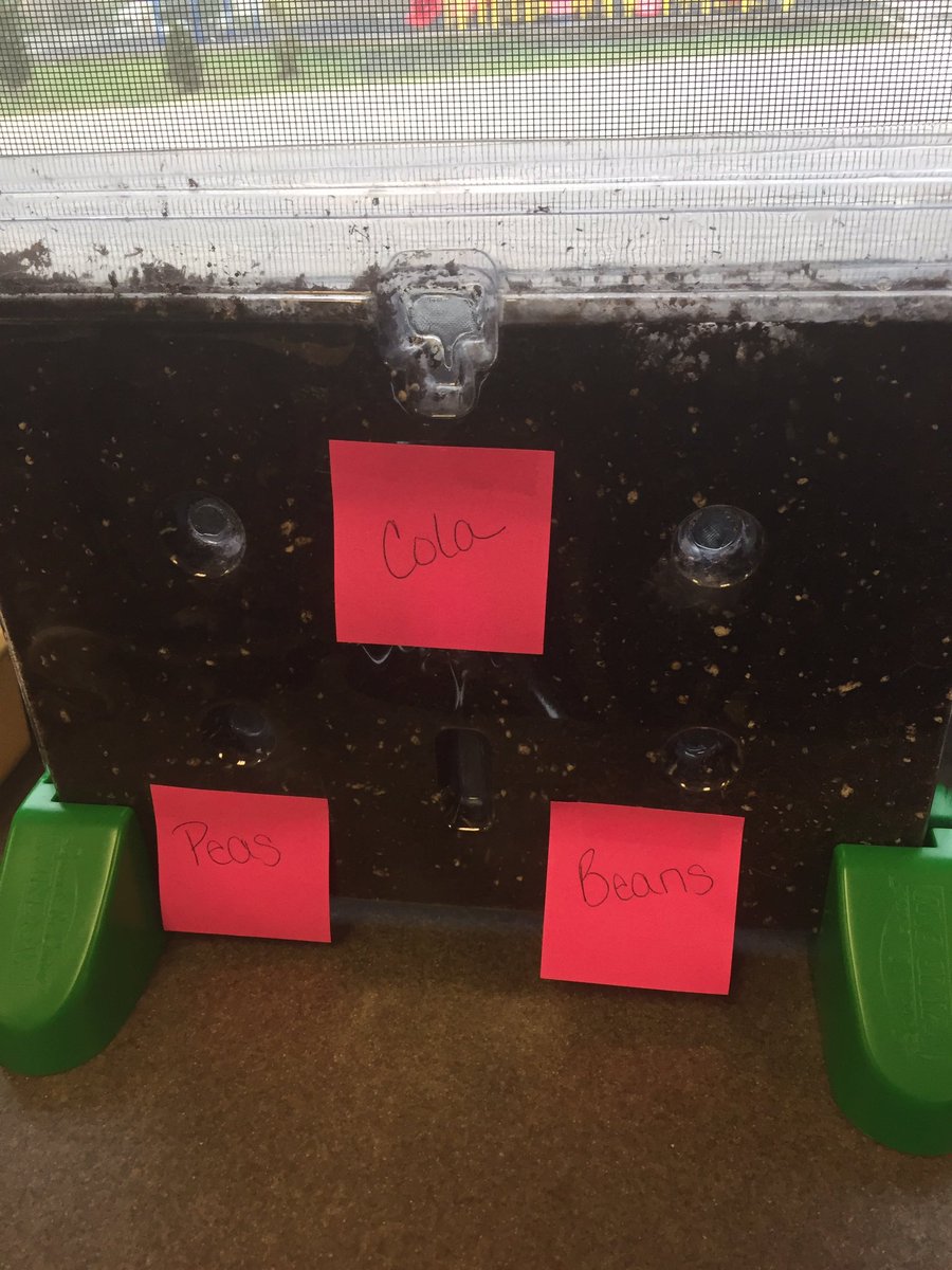 jessarae99's tweet photo. Gearing up for our science fair projects in 5th grade :) We're excited to see which liquid will make our seeds grow the fastest! https://t.co/AO9PnBDpSx