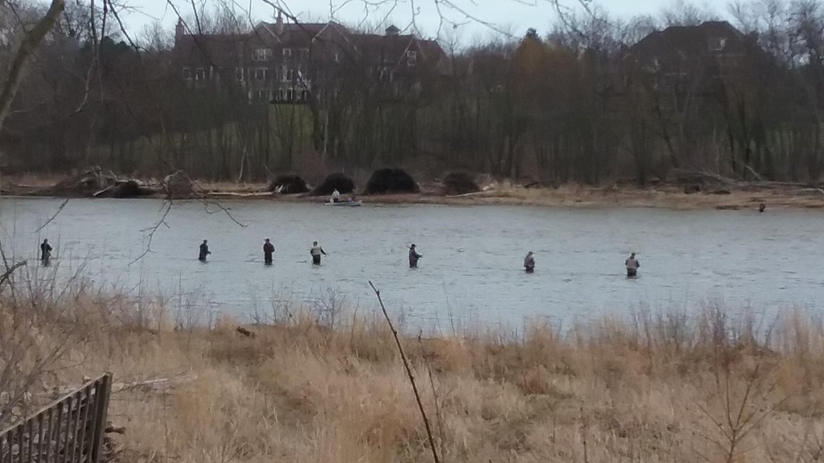 DrKatfish's tweet photo. Looks like the #MaumeeRiver walleye run is taking off! Higher water temps + recent rain seems to have given the fish the push they needed. https://t.co/tFu8SlPu11