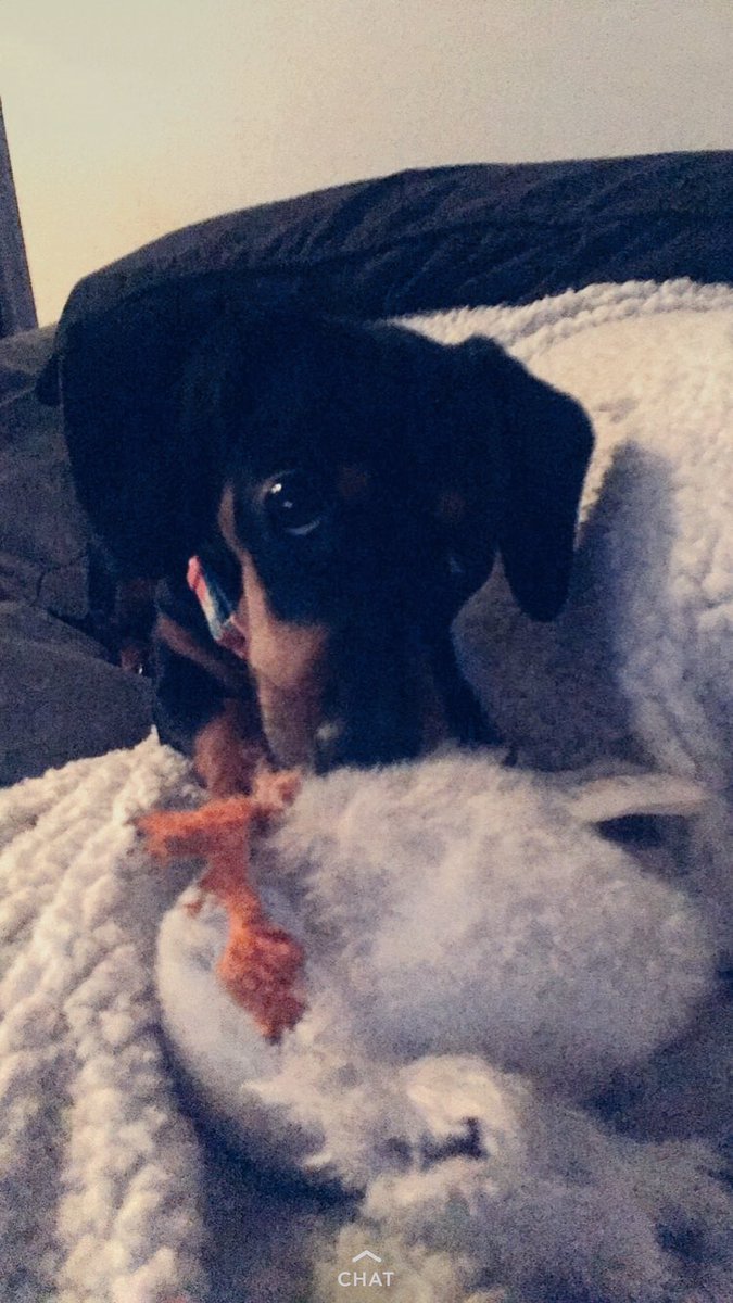 taylorrstacey's tweet photo. Gia is so perfect https://t.co/O7gyBIzHGW