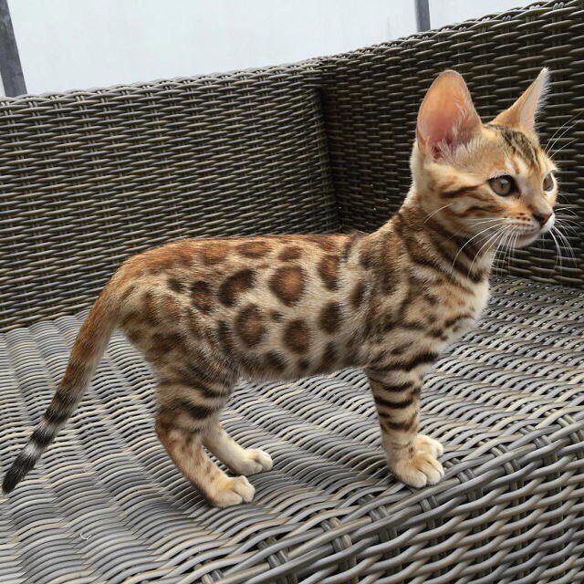 Leopard? Cat?