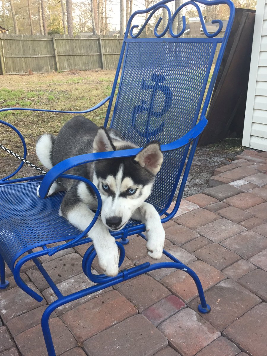 Valarie88's tweet photo. #chipper #siberianhusky #NotMyDog #ChipperLarryWayne #10 #ImTalkingBaseball #BasballAndTheBraves @Braves #NephewDog https://t.co/t5NufHaTZG