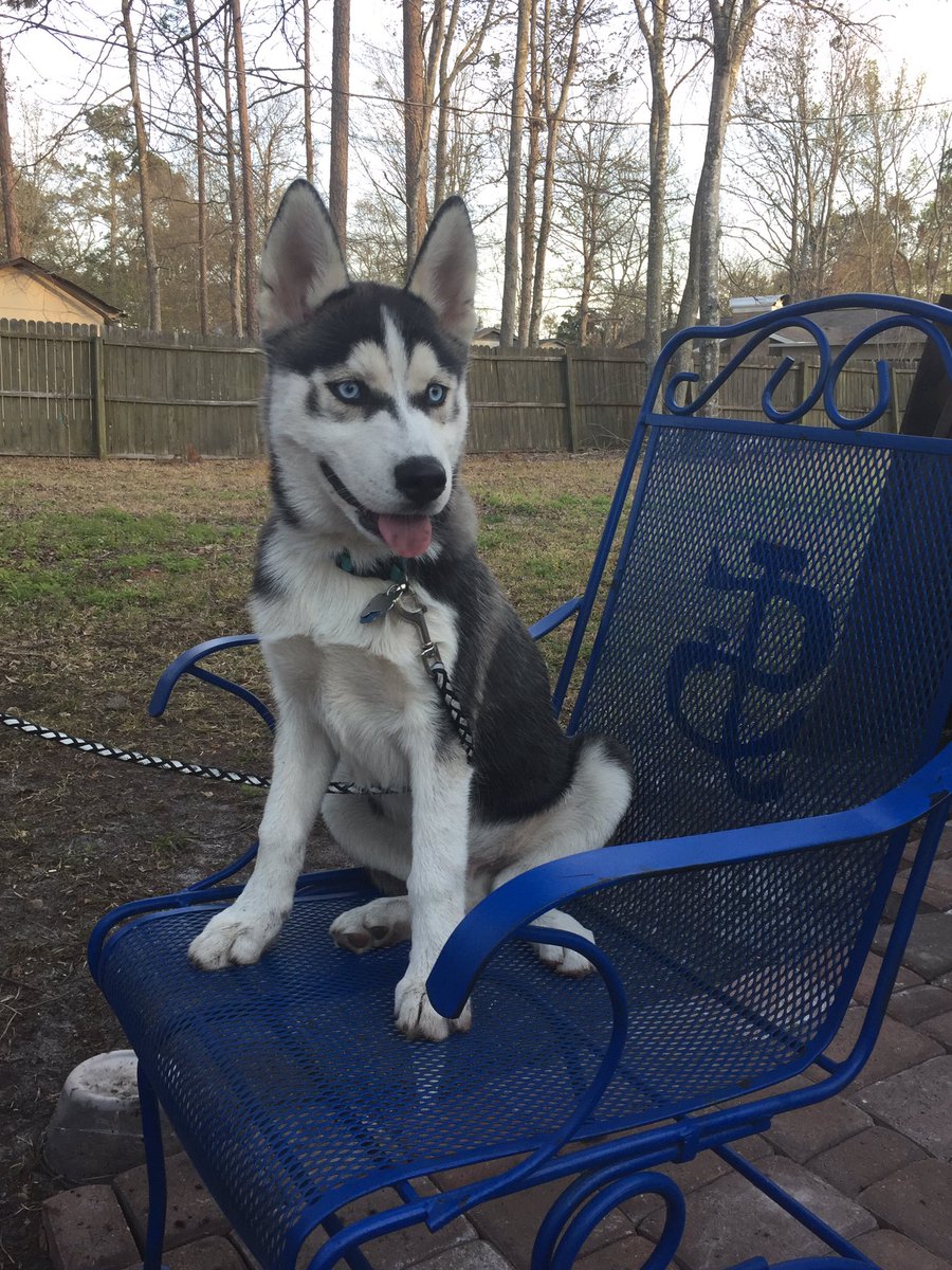 Valarie88's tweet photo. #chipper #siberianhusky #NotMyDog #ChipperLarryWayne #10 #ImTalkingBaseball #BasballAndTheBraves @Braves #NephewDog https://t.co/t5NufHaTZG