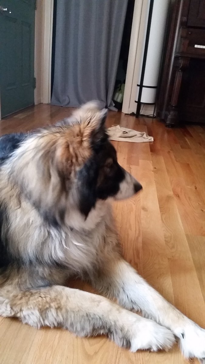 Food_Cheer_Song's tweet photo. Huxley refuses to look at me because I won't take him for a walk. #thathurts #butitsraining #andImsick https://t.co/fEvcUZ7v6P