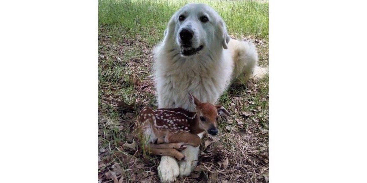 TheHumaneLeague's tweet photo. Compassion and curiosity is inside all of us. 💚 https://t.co/wBxMF7VHWP
