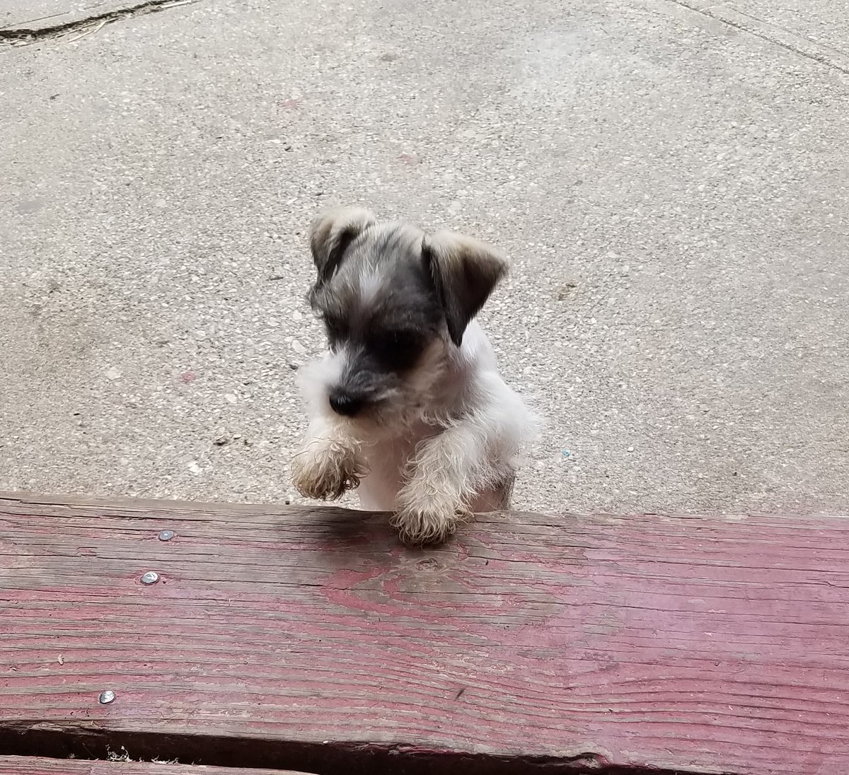 We've gotta be better about updating this. Here's a picture of our mascot, Rowan, to tide you over until we have more stuff. #tke #pupper