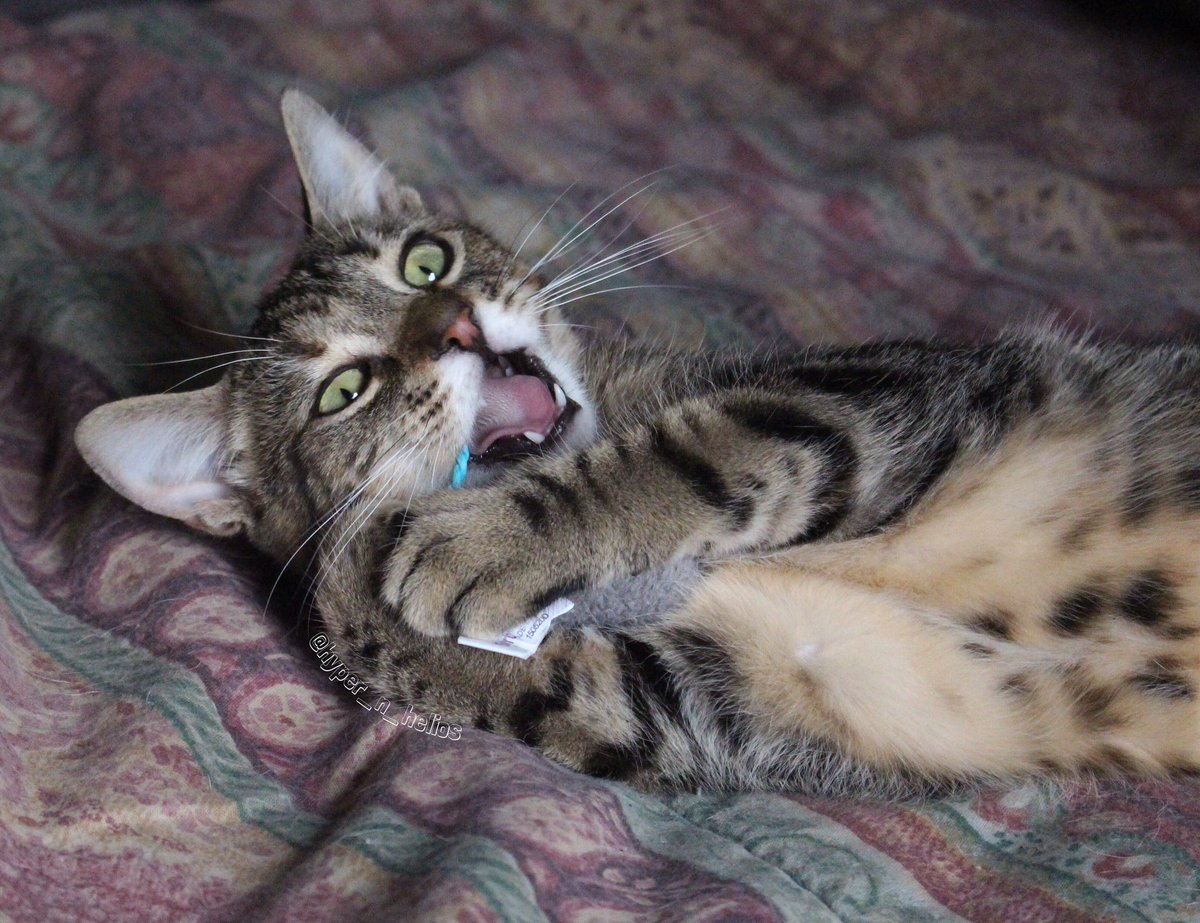 hyper_n_helios's tweet photo. Just another Manic Monday!
@catsofinstagram #CatsOfTwitter #kittens #Amarah https://t.co/nGbFKaS5Rn