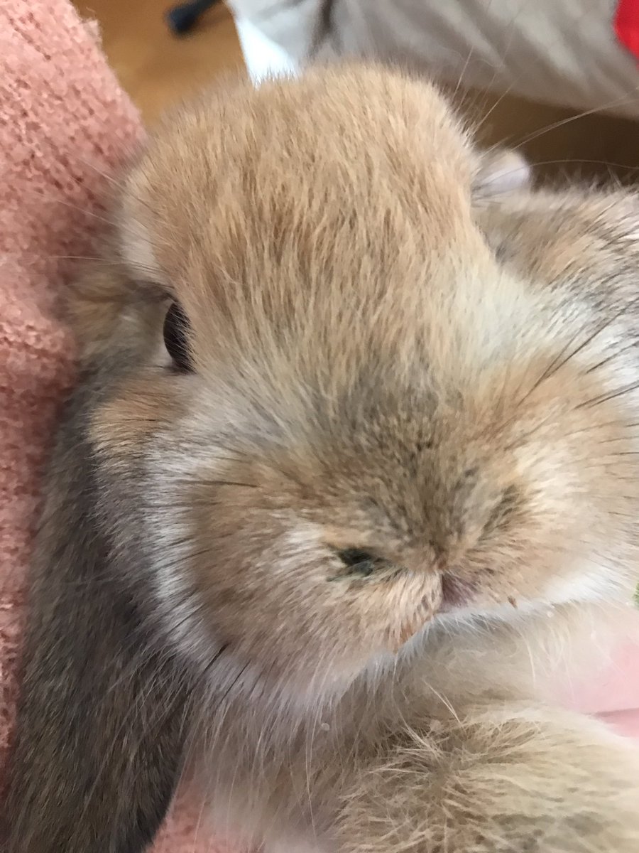 ぷぷです🐰🐇 (@rabbit_pupu) | Twitter
