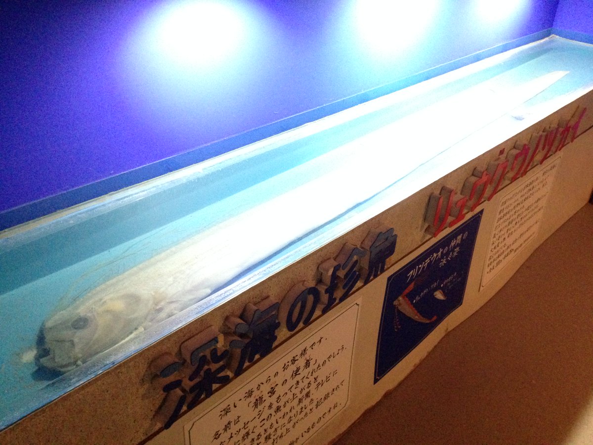 越前松島水族館 深海魚 の リュウグウノツカイ の標本 福井県 では時々見つかりますが 生かすことが難しい です