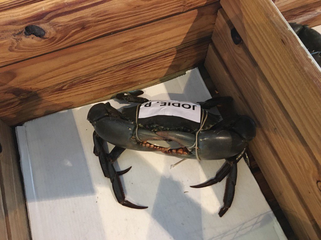 My very own mudcrab to race #gambaros #questnews #cashcrab #crabraces