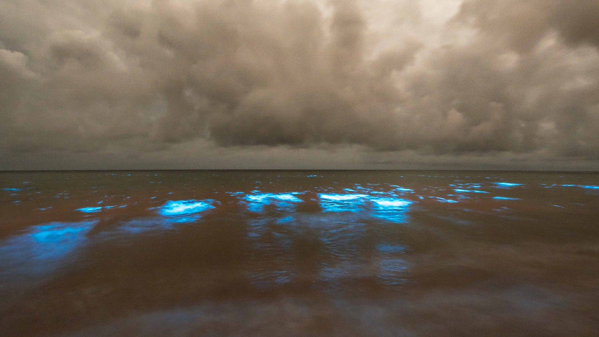 povlen13's tweet photo. The Bioluminesence on Saturday night at Preservation Bay,Tasmania.©Chatwin Photography 
@EUStormMap @StormHour @weathernetwork @spann https://t.co/oltJYvetcF