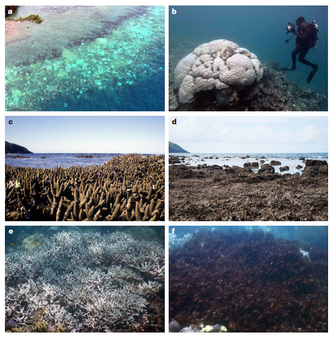 NaturePortfolio's tweet photo. Immediate action to reduce global warming is needed to protect coral reefs from severe bleaching events https://t.co/V7Y6CeSS0E https://t.co/LLrw1DKHo0