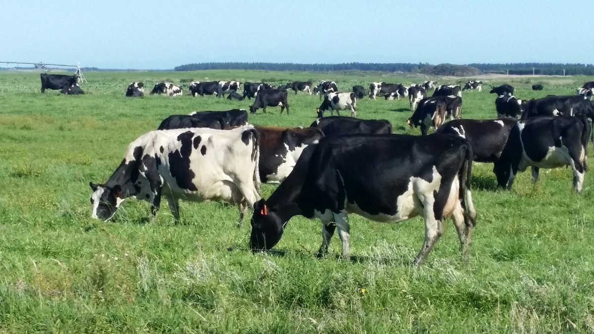 4000 of these big babies will be cupped by Isaac Cook tomorrow in the first ever 12 hr world milking record. #agchatnz  #notjerseys #fit