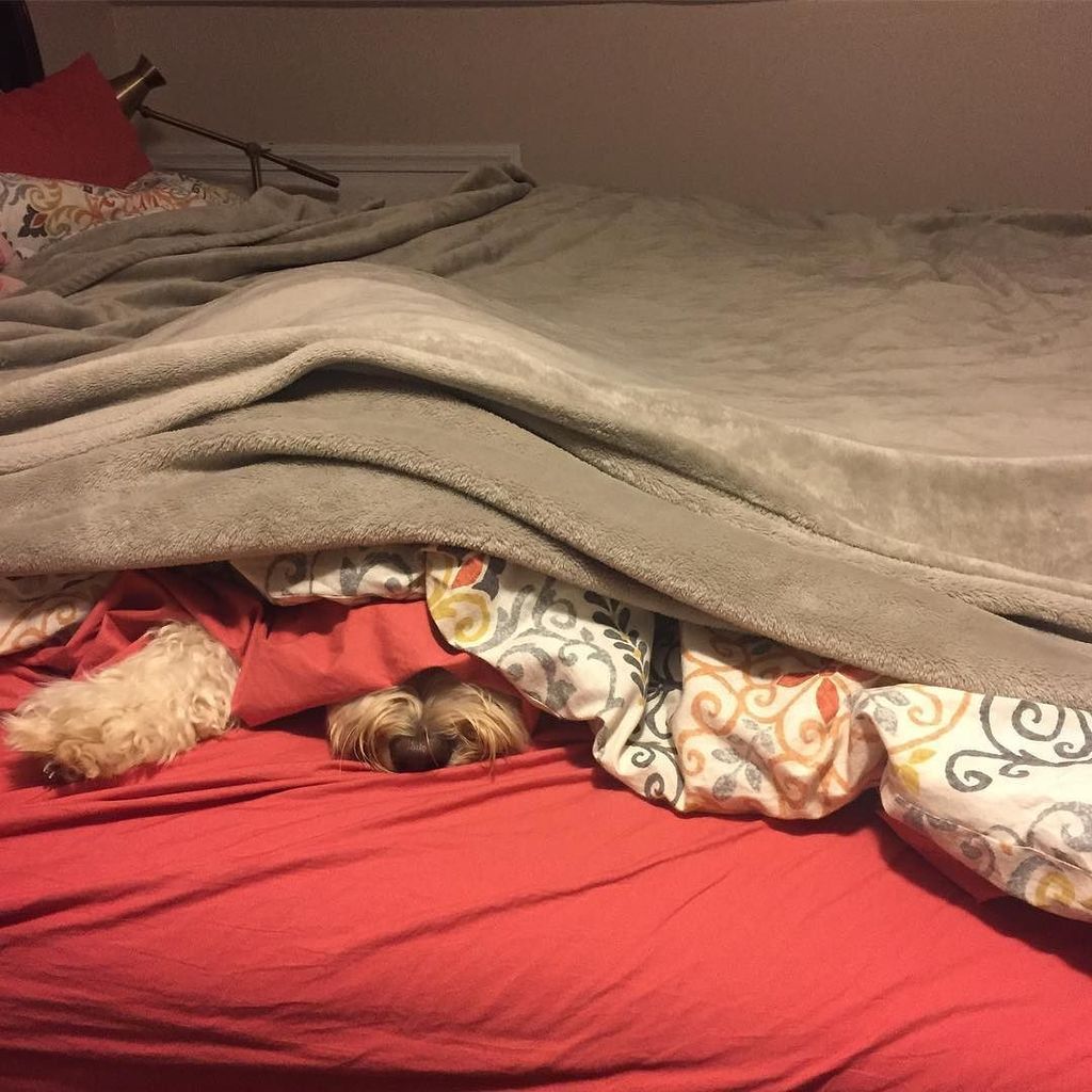 leo_doodcaprio's tweet photo. Is there anything better than clean sheets? #makethebedontopofme https://t.co/mZnsJ4Ilmf https://t.co/mbkchVaWLs