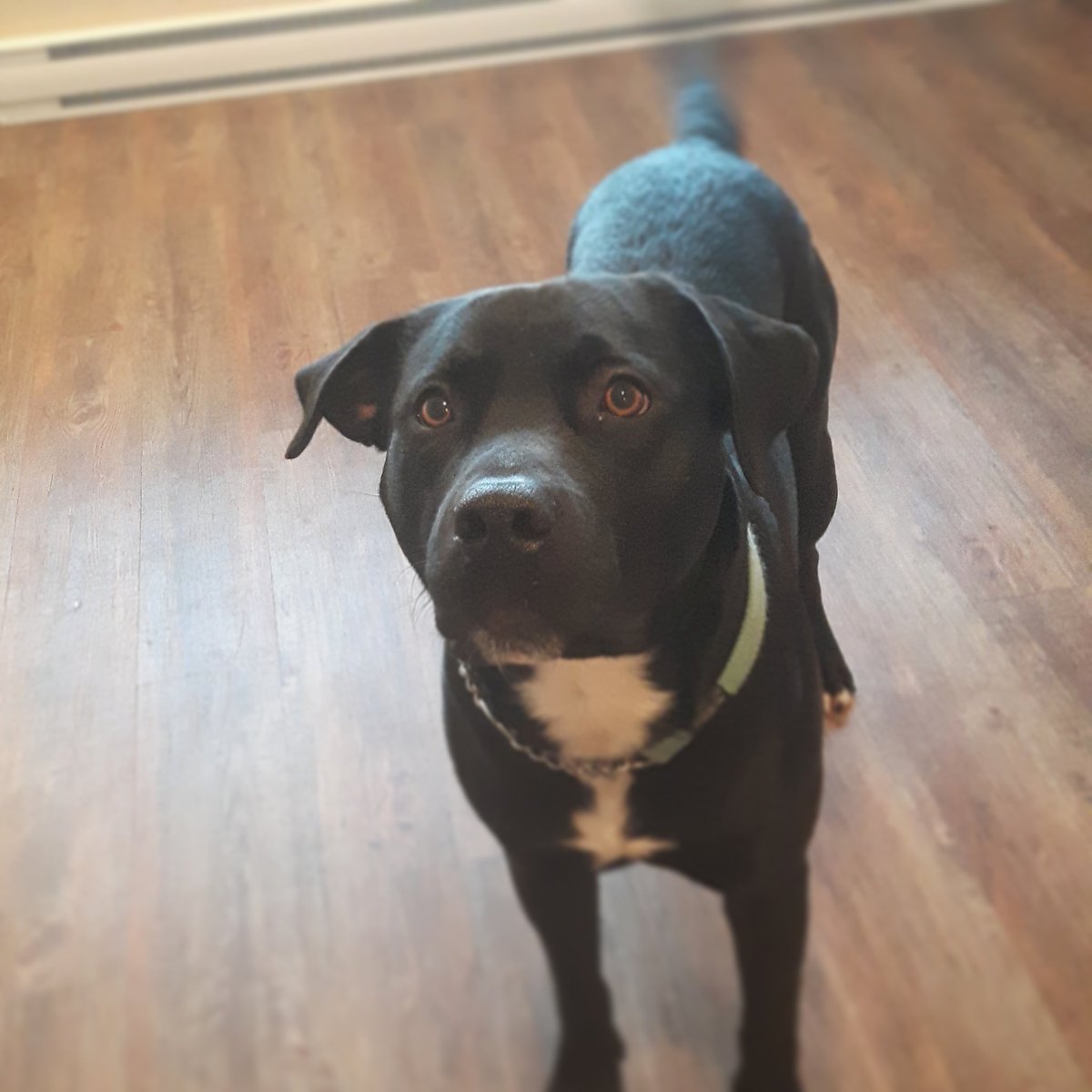 ThorntonMotel's tweet photo. Are you &amp; your best friend ready for a get away ? 🐶🐾🌊🌂 #FurryFriends #PetFriendly #WestCoastGetAway #RainorShine #AlwaysaGoodTime #Ucluelet https://t.co/MMJuMMpkVD
