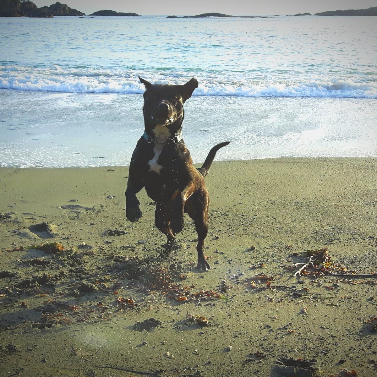 ThorntonMotel's tweet photo. Are you &amp; your best friend ready for a get away ? 🐶🐾🌊🌂 #FurryFriends #PetFriendly #WestCoastGetAway #RainorShine #AlwaysaGoodTime #Ucluelet https://t.co/MMJuMMpkVD