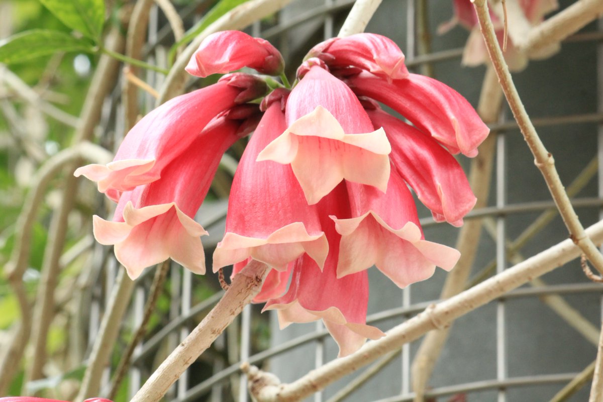 咲くやこの花館さんのツイート 熱帯花木室に可愛いお花が咲いてます テコマンテ デンドロフィラ です 集まって下向きに咲く姿が特徴的ですね 春らしい濃いピンク色が見ていて気持ちを明るくするお花です ピンク 春 可愛い 咲くやこの花館