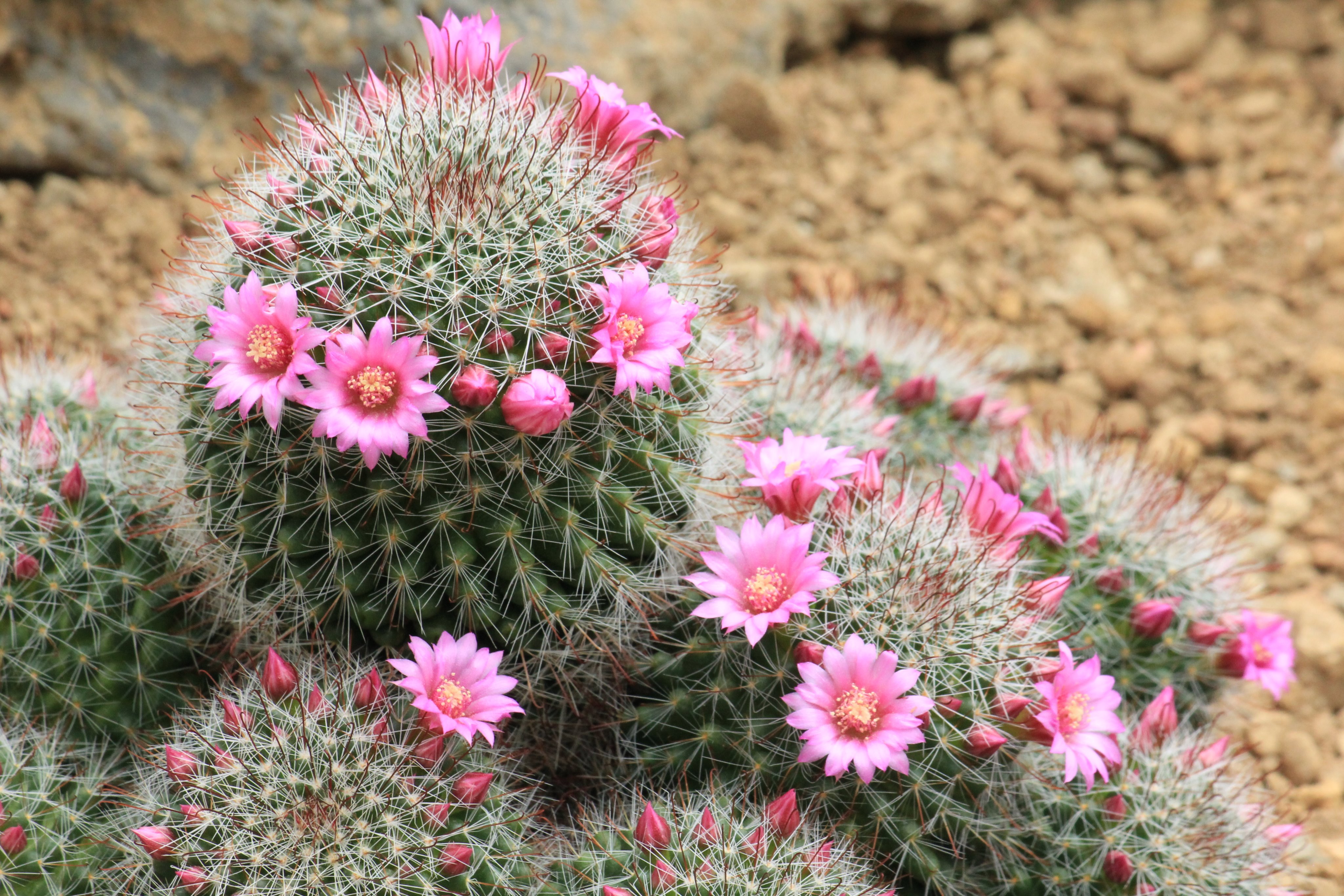 咲くやこの花館 Ar Twitter 本日はピンク祭り 乾燥地植物室のサボテン がたくさんお花を咲かせています その中でも ピンク色のお花を咲かせているサボテンを中心に撮ってみました O なんだかピンク色のお花を撮っていると 春気分で心がぽかぽかしますね