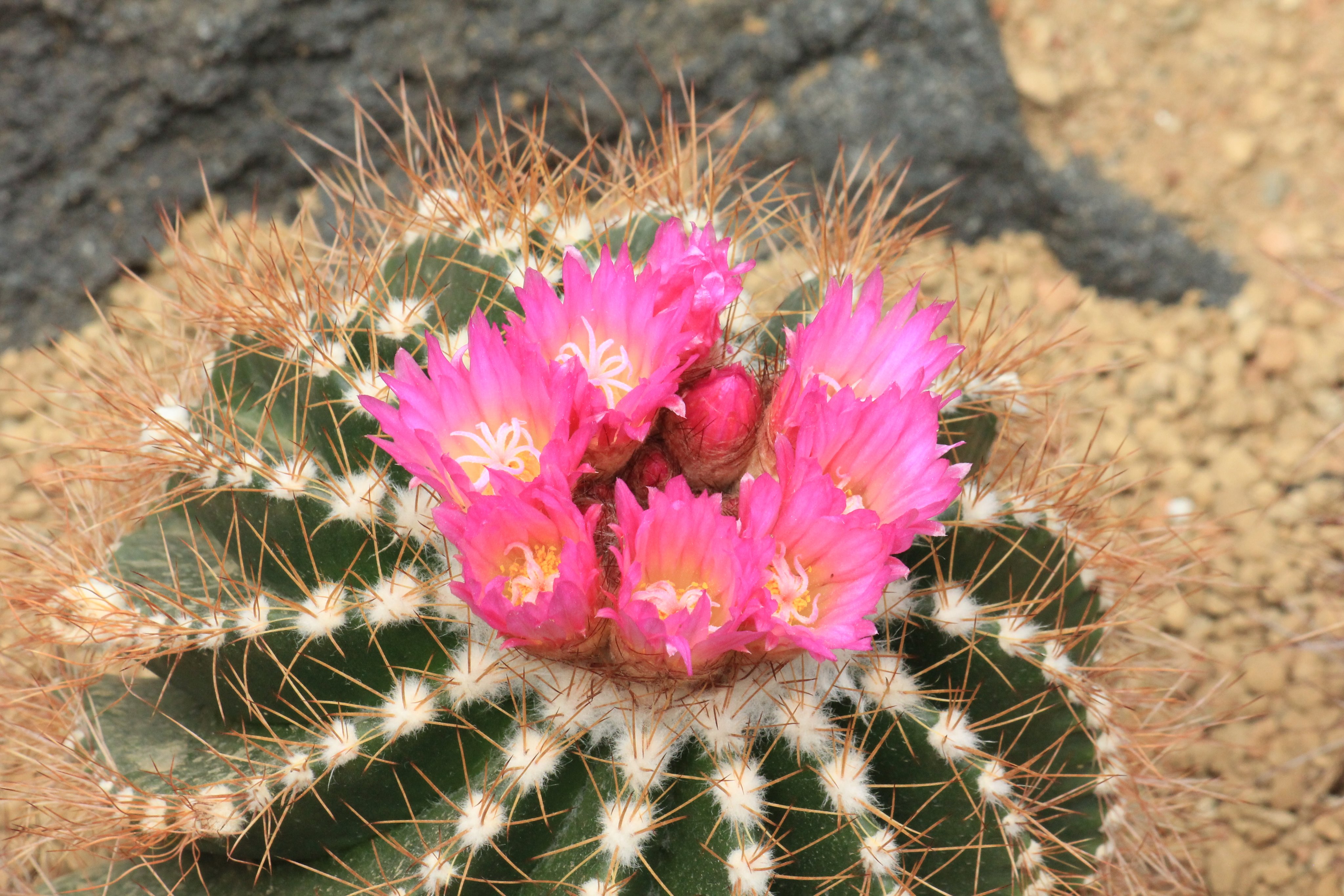 咲くやこの花館 Ar Twitter 本日はピンク祭り 乾燥地植物室のサボテンがたくさんお花を咲かせています その中でも ピンク 色のお花を咲かせているサボテンを中心に撮ってみました O なんだかピンク色のお花を撮っていると 春気分で心がぽかぽかしますね