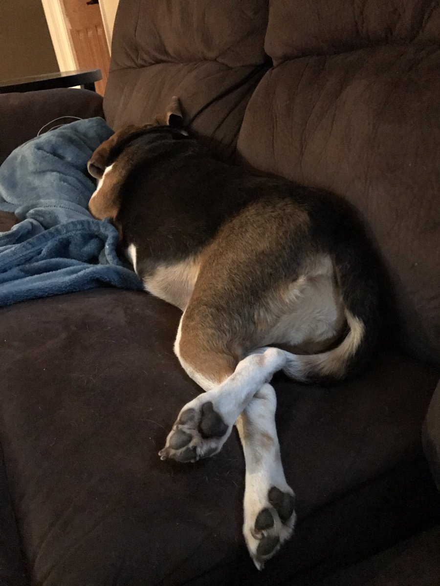 Quintonplanet's tweet photo. My dog is the new Bambi! Her back feet. #dogs#beagles https://t.co/CrxtPnubpt