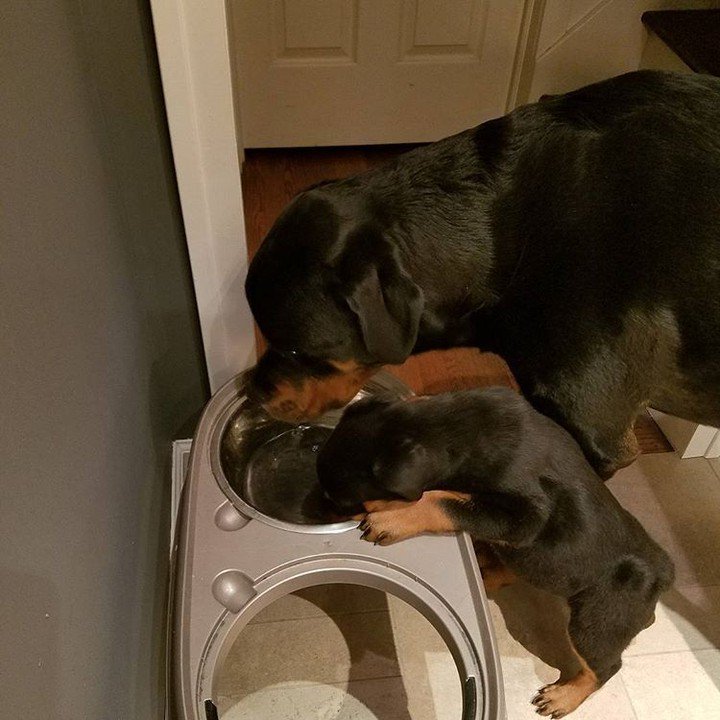 dogshoponline's tweet photo. When you have to start sharing everything #rottiesrule  #rottiepup #Rottweiler #rottieawareness #rottiesofinstagram… https://t.co/q5TTacoPt9