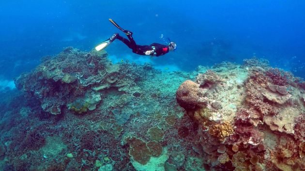 Bentler's tweet photo. https://t.co/7yFToFKCf8
The Great Barrier Reef Is in Peril, and Climate Change Will Destroy It
#climate #coral #australia https://t.co/ITCZ8qbmh0