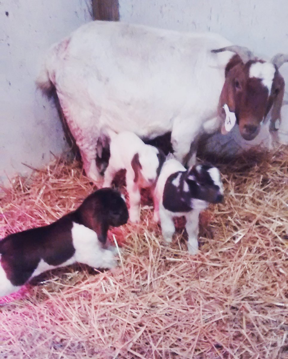 SusannahM17's tweet photo. SWCC Ag is proud to introduce the addition of baby goats. Baby P, Baby I and Baby E, Born to momma #4 on 3-14. #swccag #boergoatbabies #cute https://t.co/4gH5bb8xAX