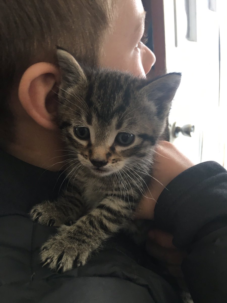 angela_banae's tweet photo. Kitten love...Leo ❤#minibobcat #thosestripes https://t.co/zQnyk2fXfU