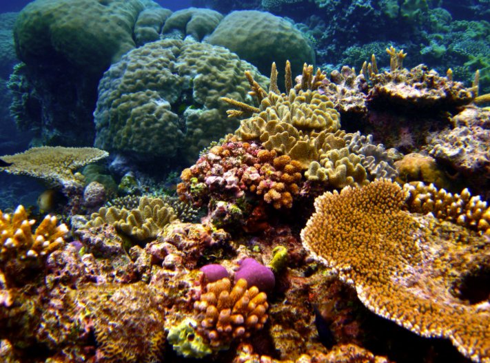Parts of the Great Barrier Reef are beyond recovery due to extreme heat caused by #ClimateChange radioaustralia.net.au/international/… w/ Dr Andrew King