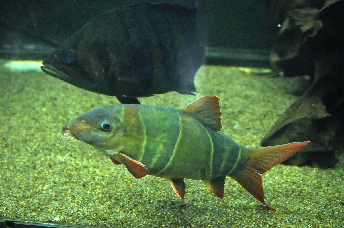 東京タワー水族館 でした 巨大クラウンローチ 30cm がまた太った気がします 苦笑 体色も元は右の写真の様にオレンジ色だったんですが すっかり抜けてしまい 貫録がスゴイ 分かる方が見ると うぉっ デカ となる自慢の1匹です T Co