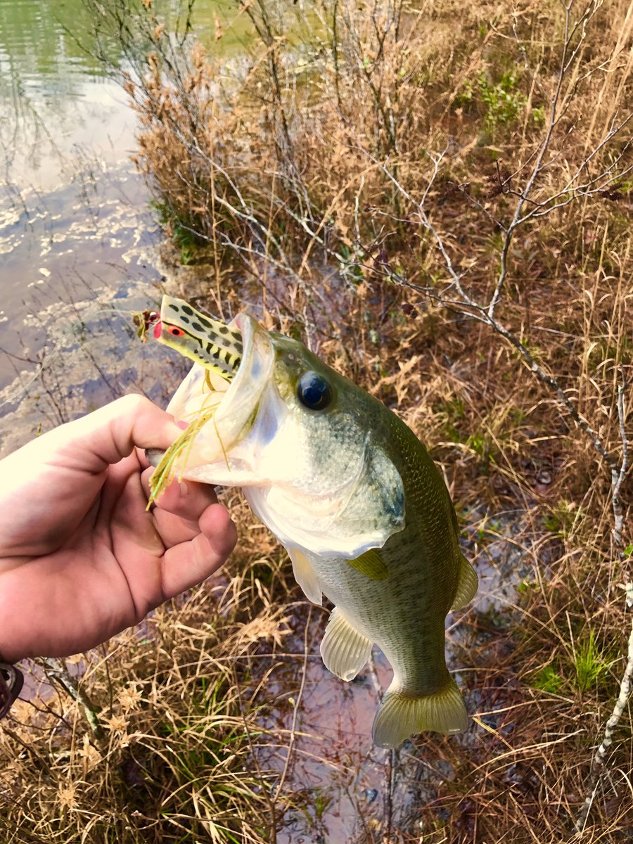 Backwoods_Bass's tweet photo. The top water bite is beginning to pick up! https://t.co/blv0CTZwY0