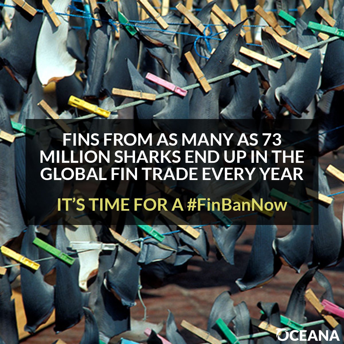 oceana's tweet image. #Retweet! It's time Americans take shark fins off the menu. #FinBanNow bit.ly/2mqTPrm