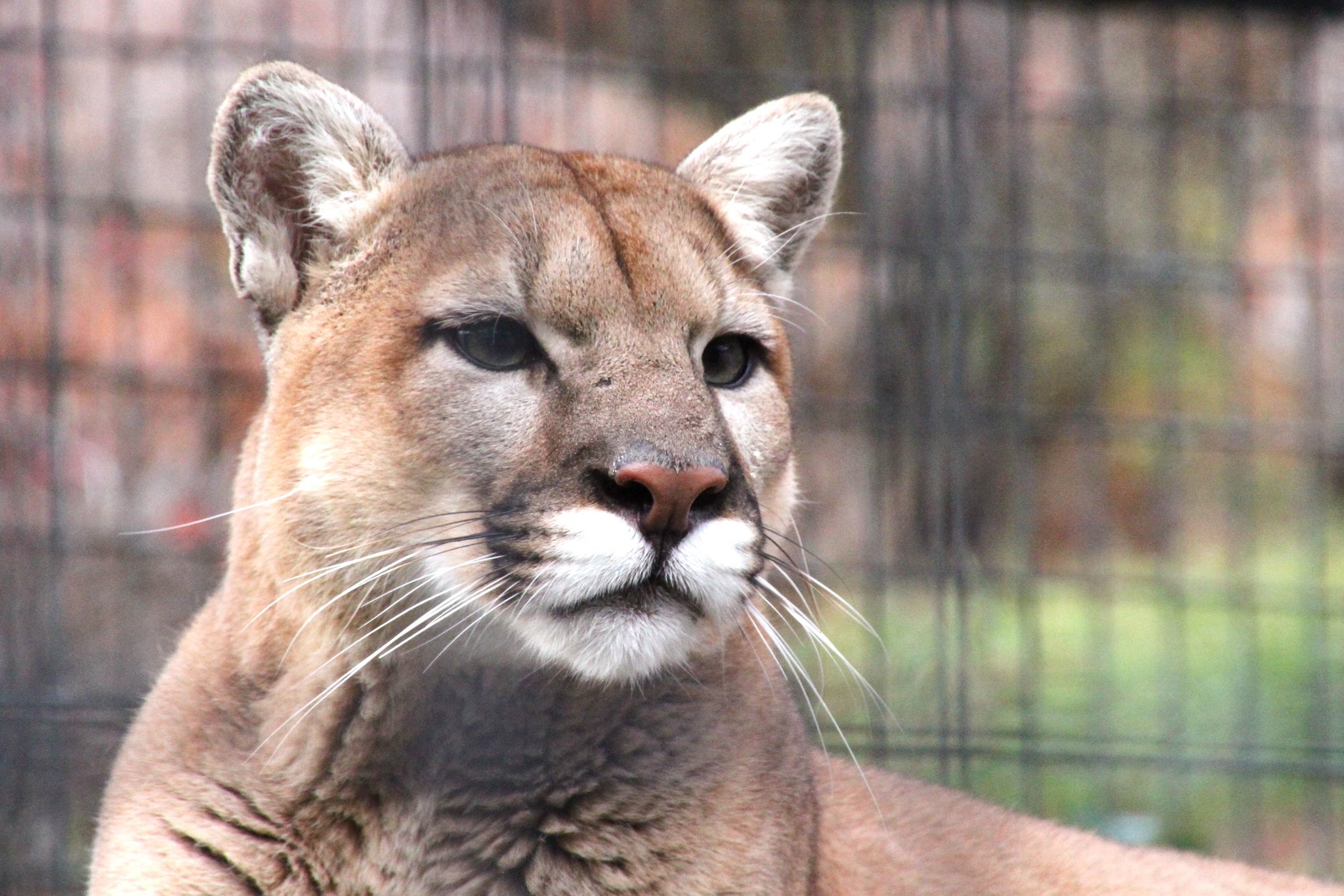 盛岡市動物公園 Zoomo ピューマのピュータが死亡しました ２月２６日体調を崩し治療を続けてきましたが ３月１５日に永眠しました 解剖の結果 腸閉塞でした 今まで可愛がっていただきましてありがとうございました