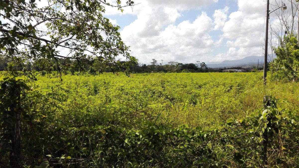 OgegReal's tweet photo. FINCA BARBOZA, BATAN COSTA RICA 
 36 ha listas para agricultura, con drenajes y agua potable en toda la finca
Casa de 400 m2
#realestate https://t.co/KNiBp4o2eG