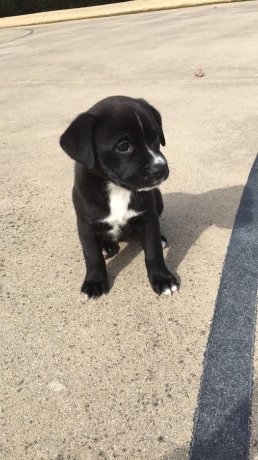 DailyiDogs's tweet image. 