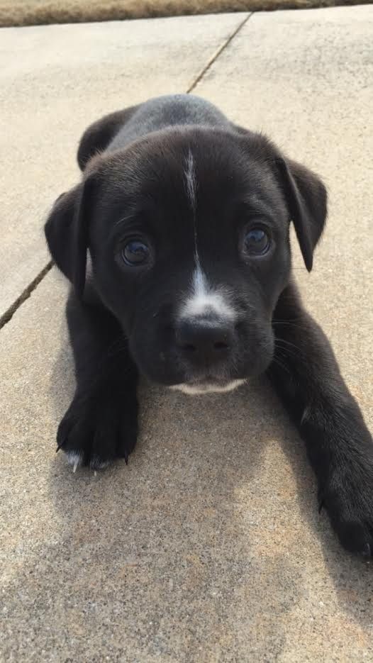 DailyiDogs's tweet image. 