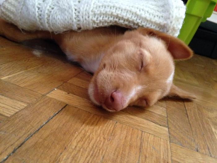 NuevaVidaAdop's tweet photo. MADRID
SANSON bebe 3,5meses
ABANDONADO n olivar,muerto d hambre y frio
#madrid #adoptanocompres #cachorros #adopcion
facenuevavida@gmail.com https://t.co/Vz5o9bpebr