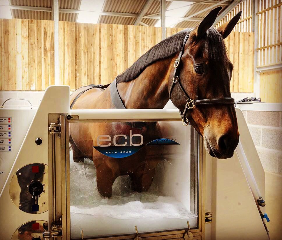 EquineProjects's tweet image. #currentmood