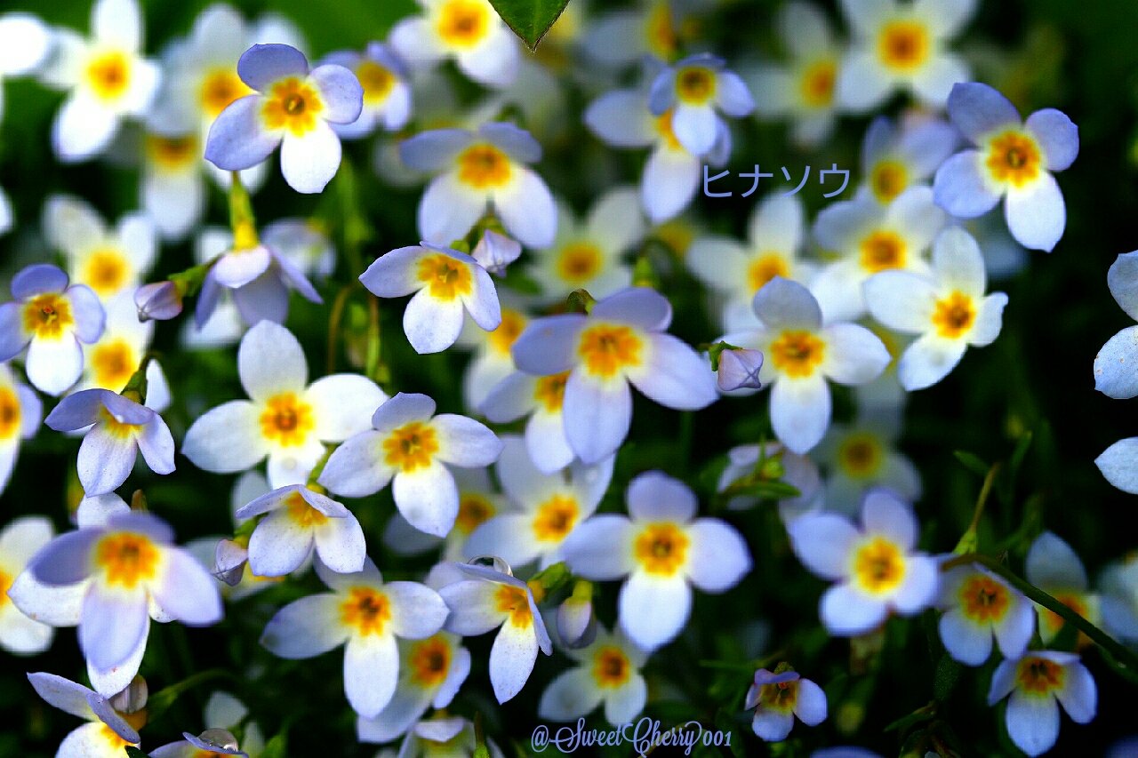 早春の草花展 Twitter Search Twitter