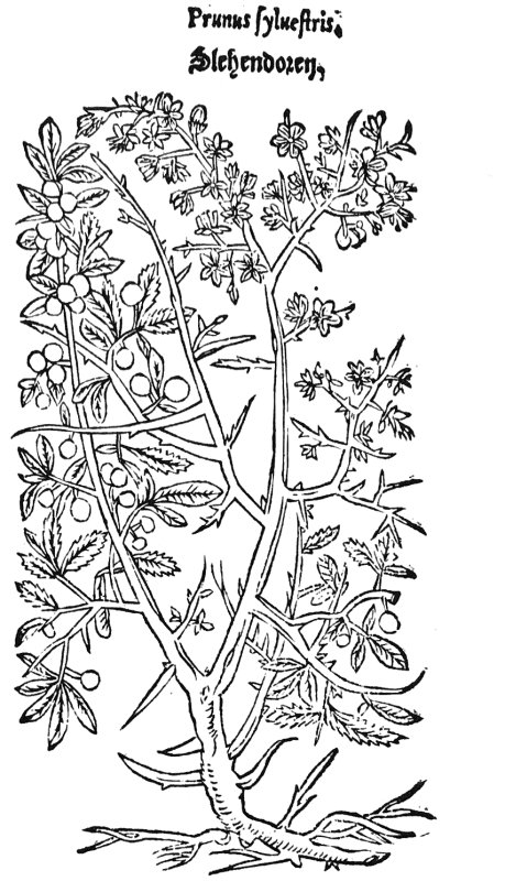 MJMarinus's tweet photo. Sleedoorn: een natuurlijke prikkeldraad en leverancier van sterke drank https://t.co/osPcvS2J8j #Dodoens https://t.co/CbTcr1KQ4Y