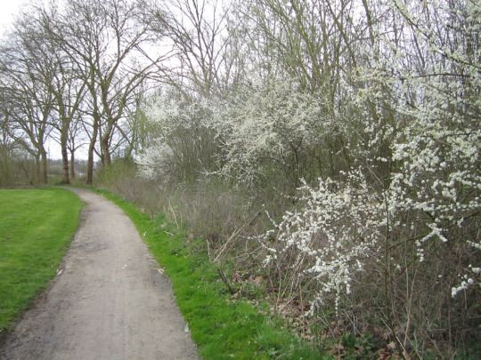 MJMarinus's tweet photo. Sleedoorn: een natuurlijke prikkeldraad en leverancier van sterke drank https://t.co/osPcvS2J8j #Dodoens https://t.co/CbTcr1KQ4Y