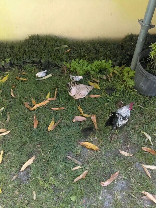 RedPhanthom tweet media