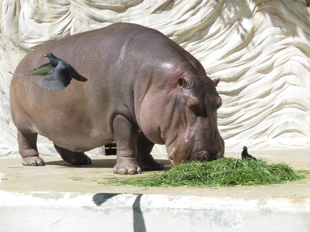 Gotoyura Pa Twitter 上野動物園 カバ コビトカバ ジローとエボニー カバ舎には鳥と水が似合う エボニー溺れてませんよ 回ってるだけ Gotoyura Pa Twitter 上野動物園 カバ コビトカバ ジローとエボニー カバ舎には鳥と水が似合う エボニー溺れてませんよ 回ってるだけ