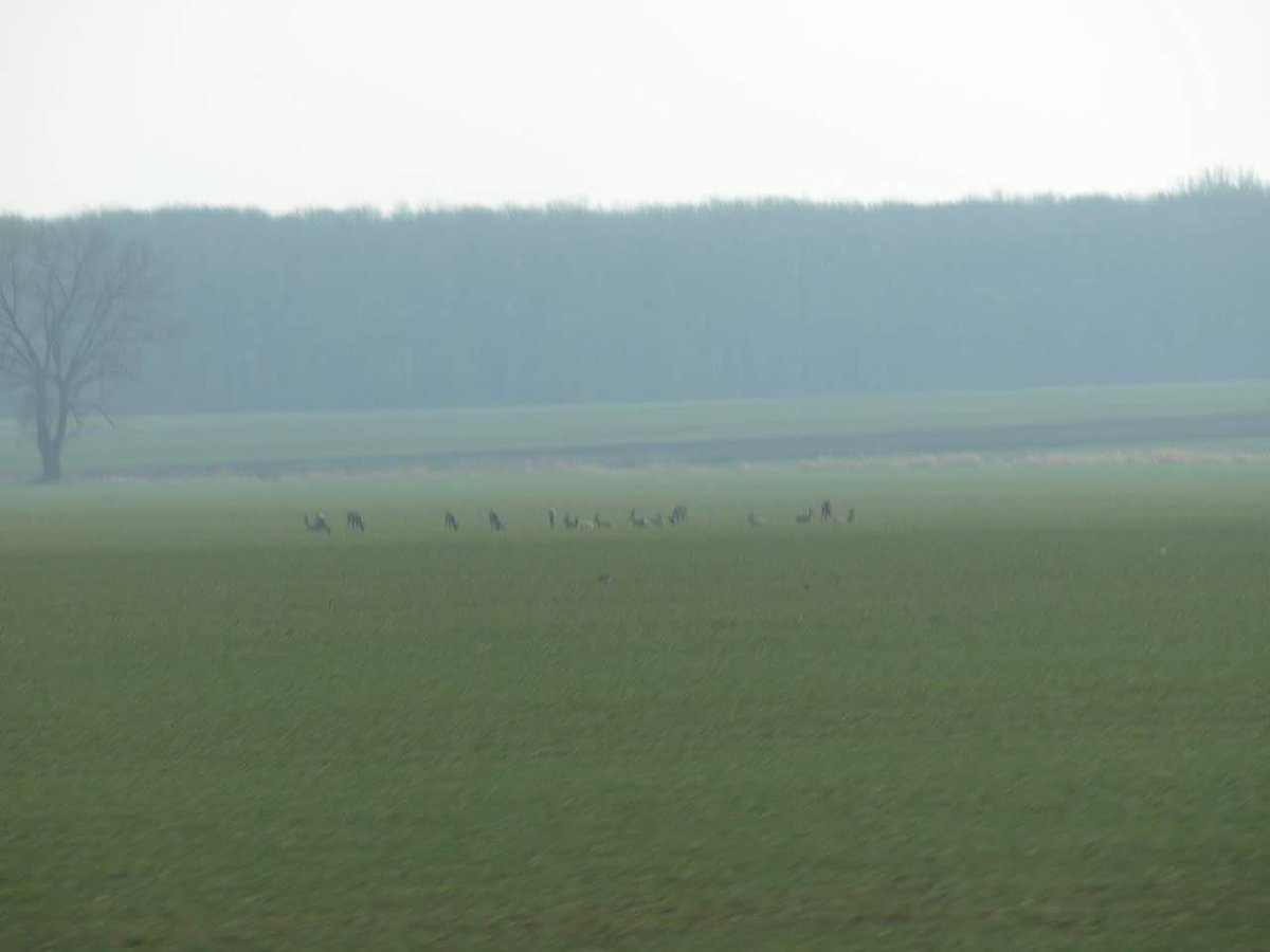 YorkshireDeer's tweet photo. Just spent a few days in Poland arranging hunting. Ridiculous amount of roe deer there, we saw over 500 in a 2 hour drive https://t.co/Cyy13rYeup