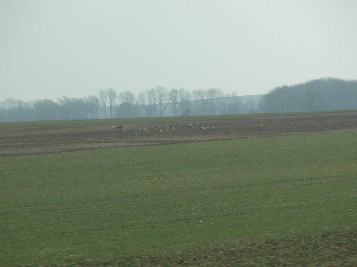YorkshireDeer's tweet photo. Just spent a few days in Poland arranging hunting. Ridiculous amount of roe deer there, we saw over 500 in a 2 hour drive https://t.co/Cyy13rYeup