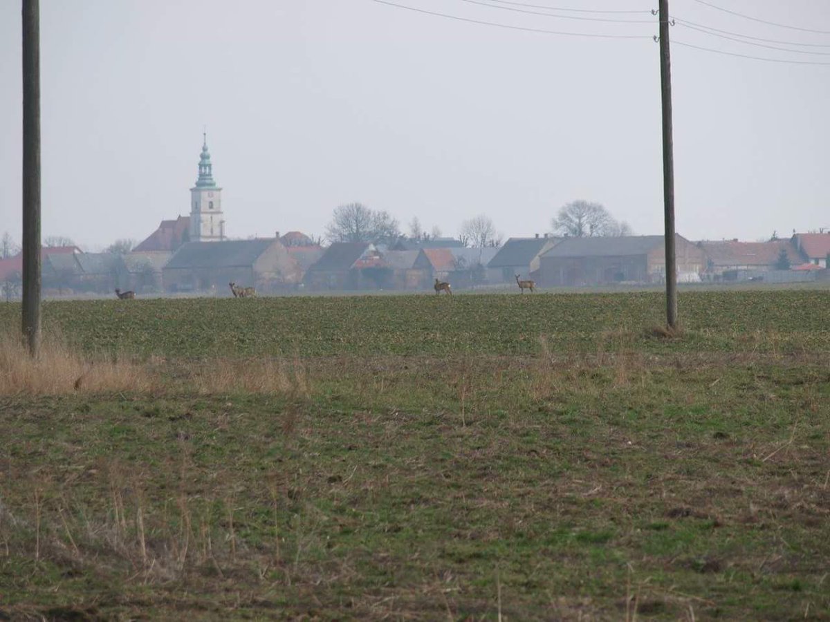 YorkshireDeer's tweet photo. Just spent a few days in Poland arranging hunting. Ridiculous amount of roe deer there, we saw over 500 in a 2 hour drive https://t.co/Cyy13rYeup