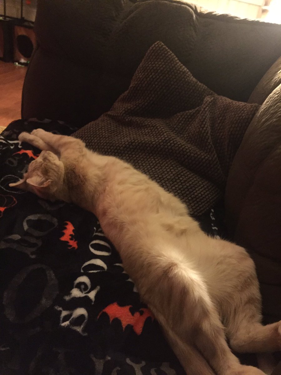 BuffyOneEyedCat's tweet photo. It's been a long day!
#catlife #catsrule #adoptACat https://t.co/3s9zvyYtWH