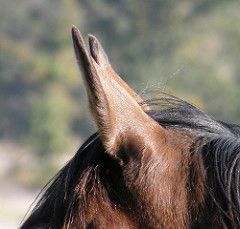 [NEW POST] "It is the sound that governs whether you use 'a' or 'an', not the actual first letter of the word." bit.ly/2no51Xb